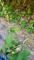 Salvia holwayi
