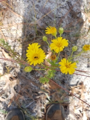 Chrysopsis scabrella