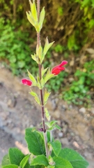 Salvia holwayi