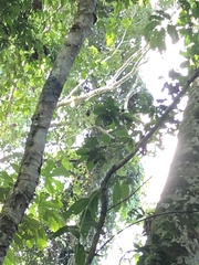Alouatta seniculus