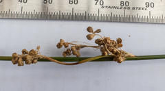 Juncus bassianus
