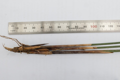 Juncus bassianus