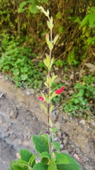 Salvia holwayi