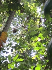 Alouatta seniculus