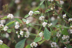 Gomphrena celosioides