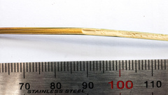 Juncus bassianus