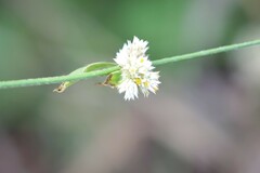 Gomphrena celosioides