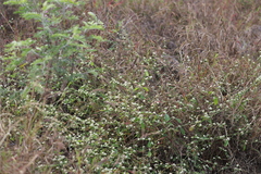 Gomphrena celosioides