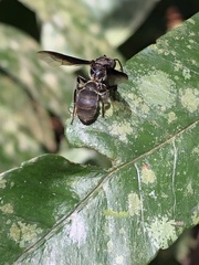 Neocorynura