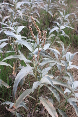 Persicaria lanigera