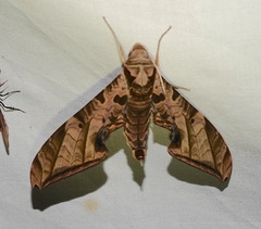 Protambulyx euryalus