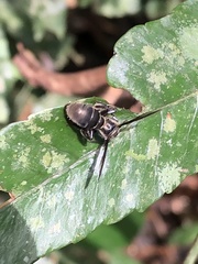 Neocorynura
