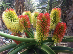 Aloe helenae