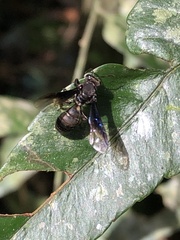 Neocorynura