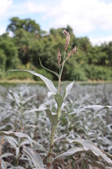 Persicaria lanigera