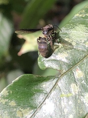 Neocorynura