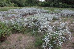 Persicaria lanigera