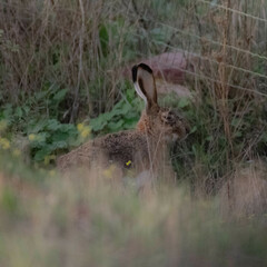 Lepus granatensis