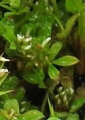 Trifolium glomeratum