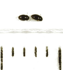 Ptenidium laevigatum