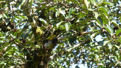 Tangara icterocephala