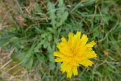 Leontodon hispidus hispidus