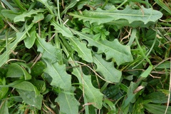 Leontodon hispidus hispidus