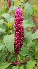 Phytolacca
