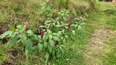 Phytolacca