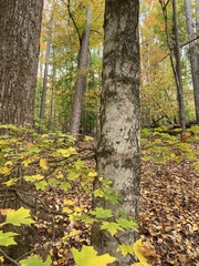 Acer leucoderme
