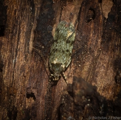 Barea subviridella
