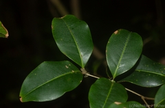 Mischocarpus anodontus