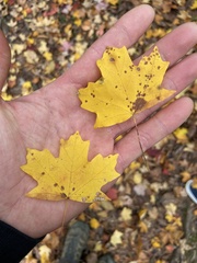 Acer leucoderme