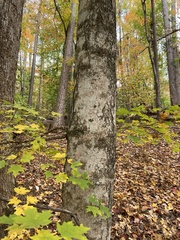 Acer leucoderme