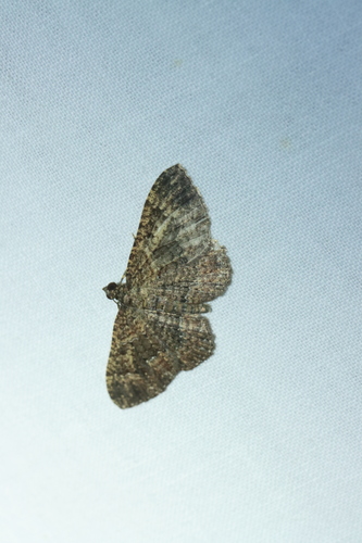 Somber Carpet Moth photo 6