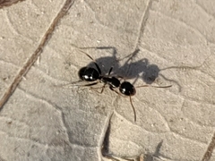 Myrmentoma