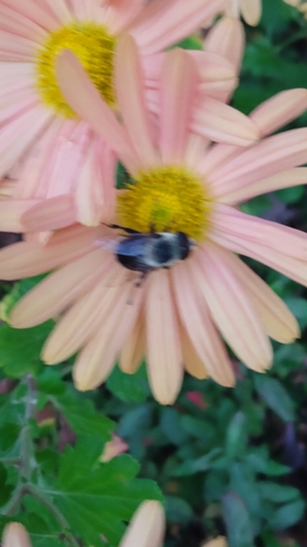 Orange-legged Drone Fly
