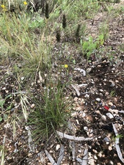 Enneapogon nigricans