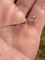 Rhynchospora inexpansa