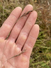 Rhynchospora inexpansa