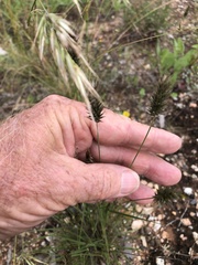 Enneapogon nigricans