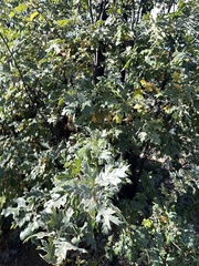 Quercus kelloggii