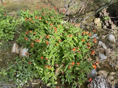 Erythranthe verbenacea