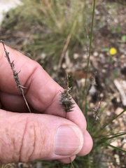 Enneapogon nigricans