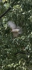 Accipiter