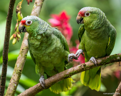 Amazona autumnalis