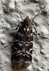 Dioryctria