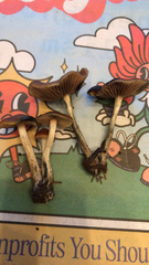 Psilocybe cyanescens