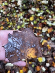 Erysiphe liriodendri