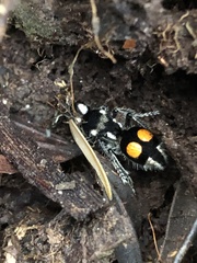 Hoplomutilla